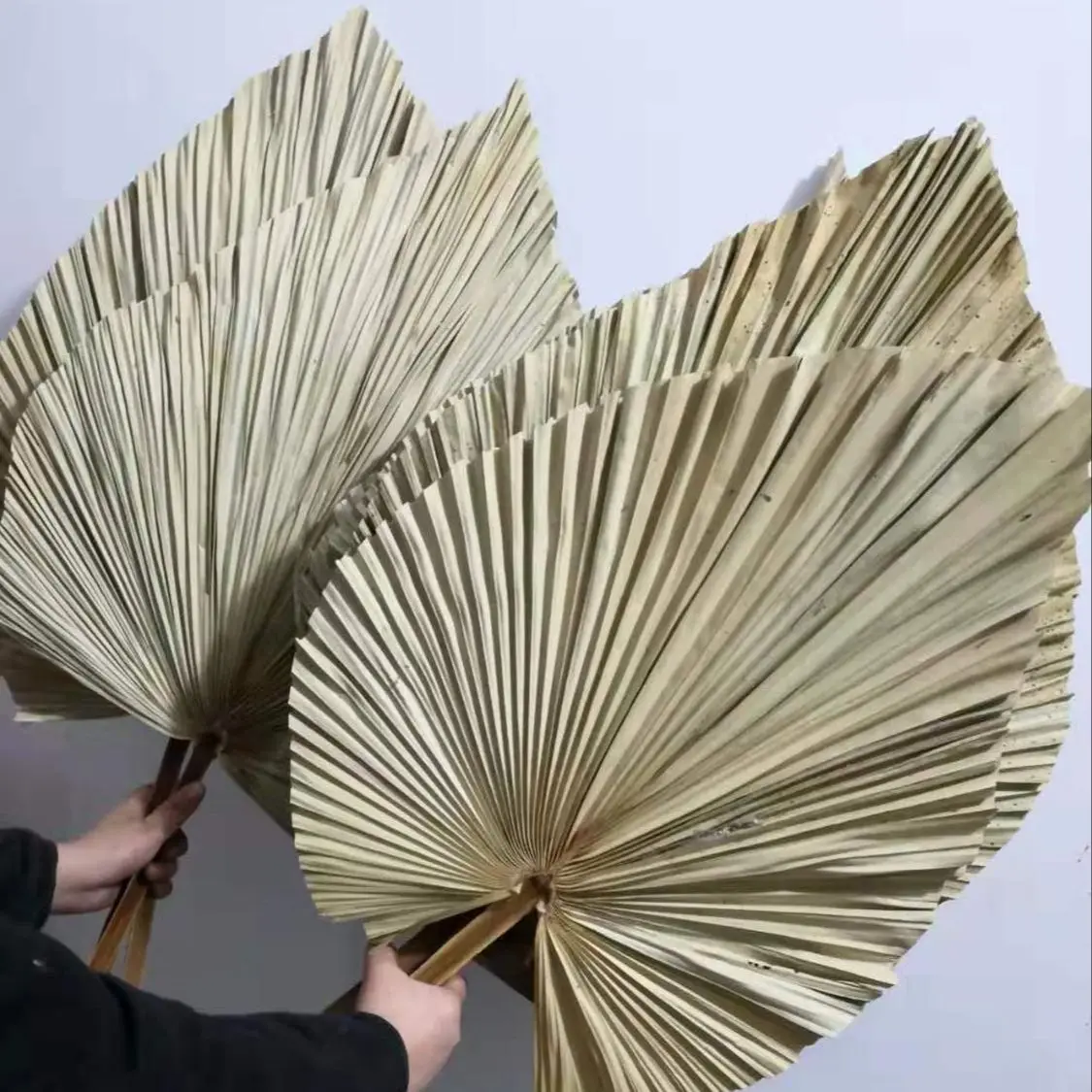 Palm Leaf Dried - 天然乾燥ヤシの葉、DIYドライフラワーブーケ、扇形の葉、パーティープラントアート、壁掛け、結婚式の装飾、家の装飾