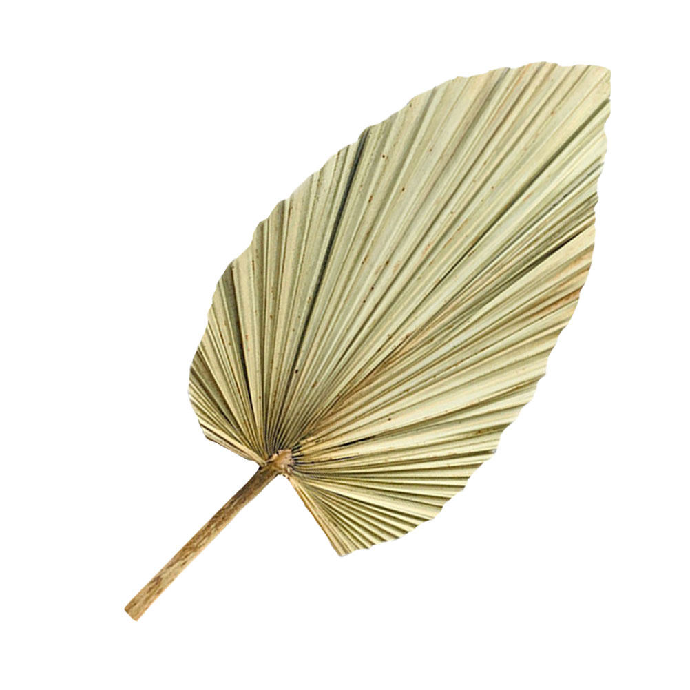 1個入り天然乾燥ヤシの葉装飾 オリーブ色 軽量 ウェディング - Palm Leaf Dried のレビューと価格