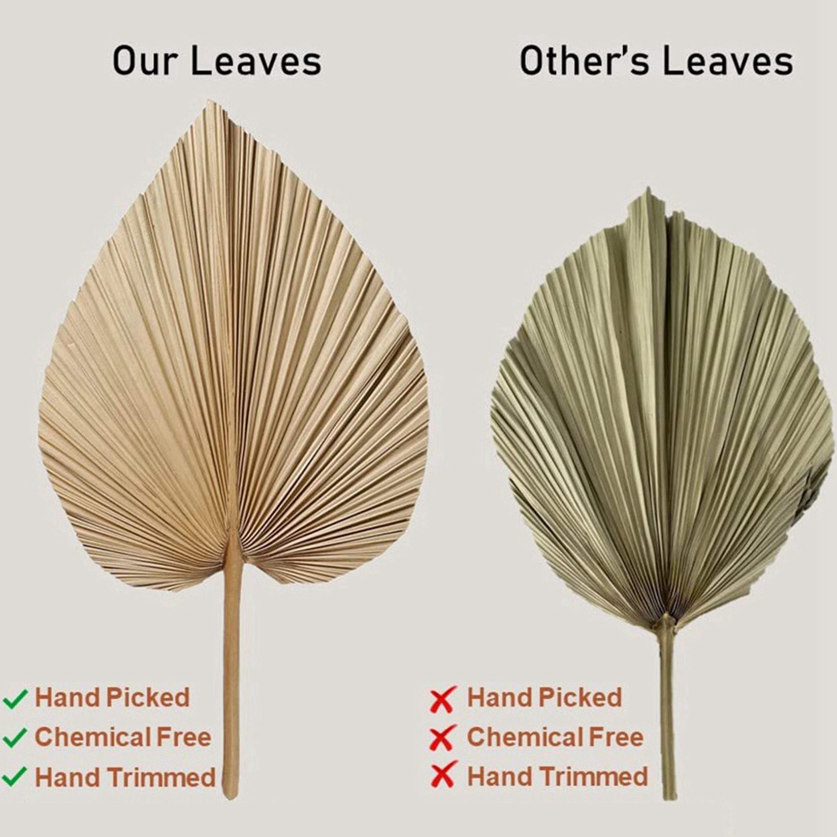 8枚の天然乾燥ヤシの葉は、ヤシの葉の装飾、ボヘミアン装飾、家 - Palm Leaf Dried のレビューと価格