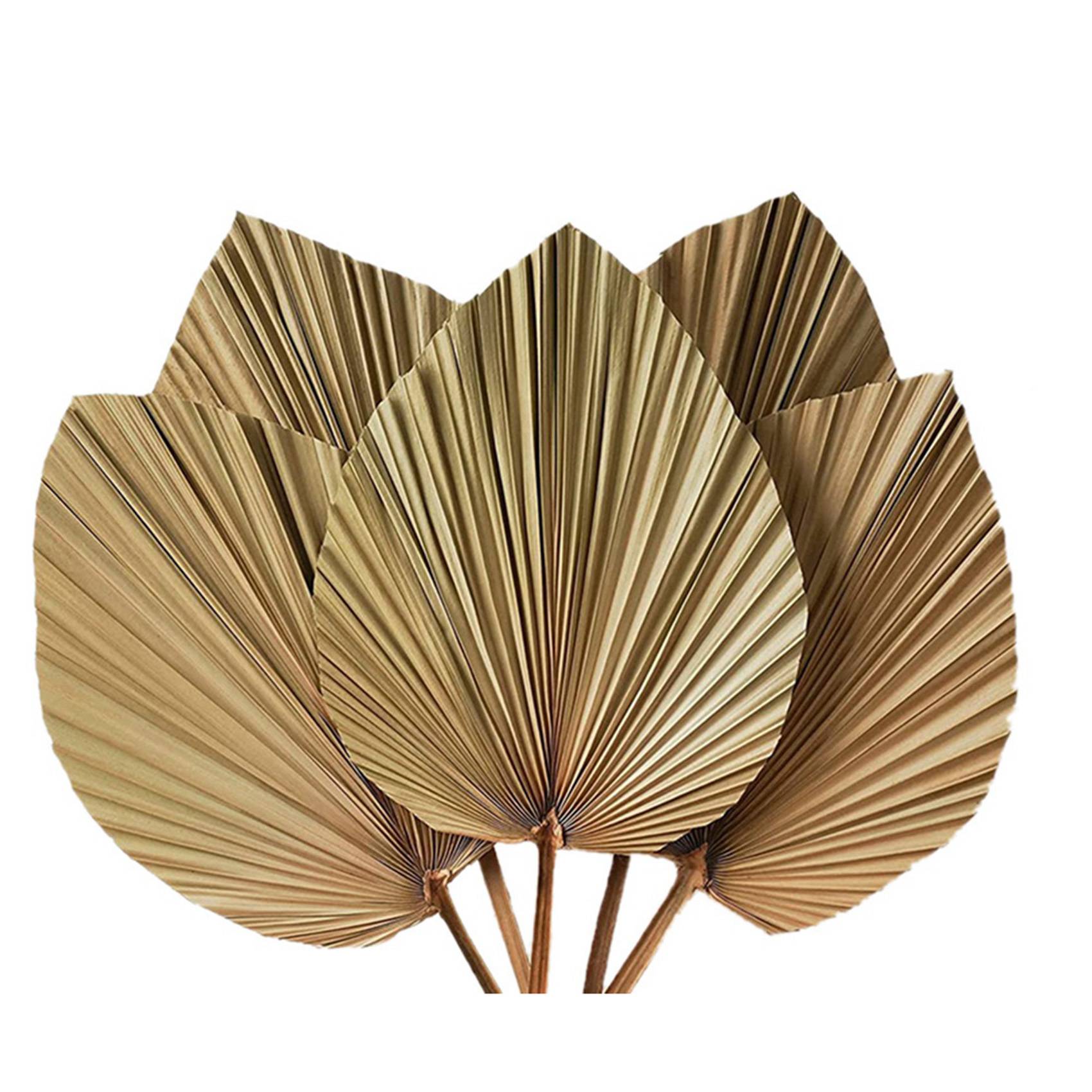 乾燥させたヤシの葉のルームデコレーション 10枚セット -  - Palm Leaf Dried のレビューと価格