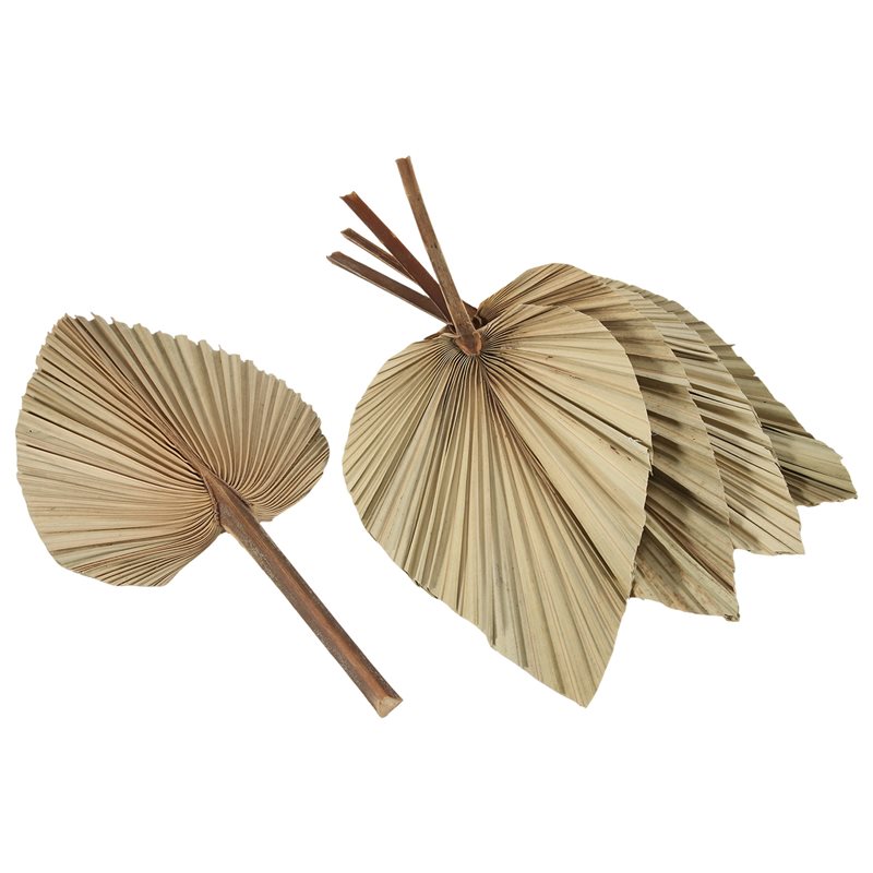 SEWS-5個入り天然乾燥ヤシの葉 トロピカルドライヤシの葉 - Palm Leaf Dried のレビューと価格