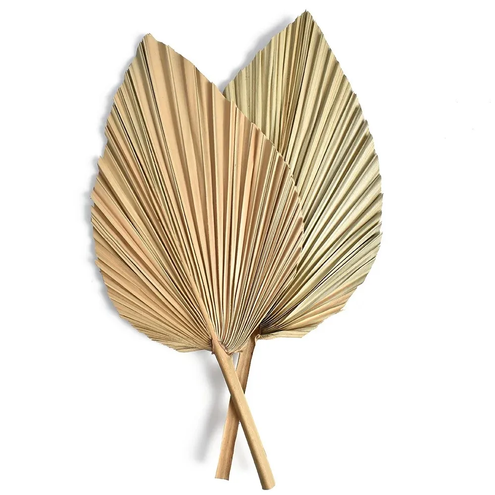 天然乾燥ヤシの葉、DIYドライフラワーブーケ、扇形の葉、パー - Palm Leaf Dried のレビューと価格