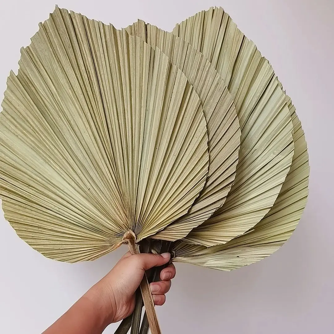 天然乾燥ヤシの葉、DIYドライフラワーブーケ、扇形の葉、パー - Palm Leaf Dried のレビューと価格