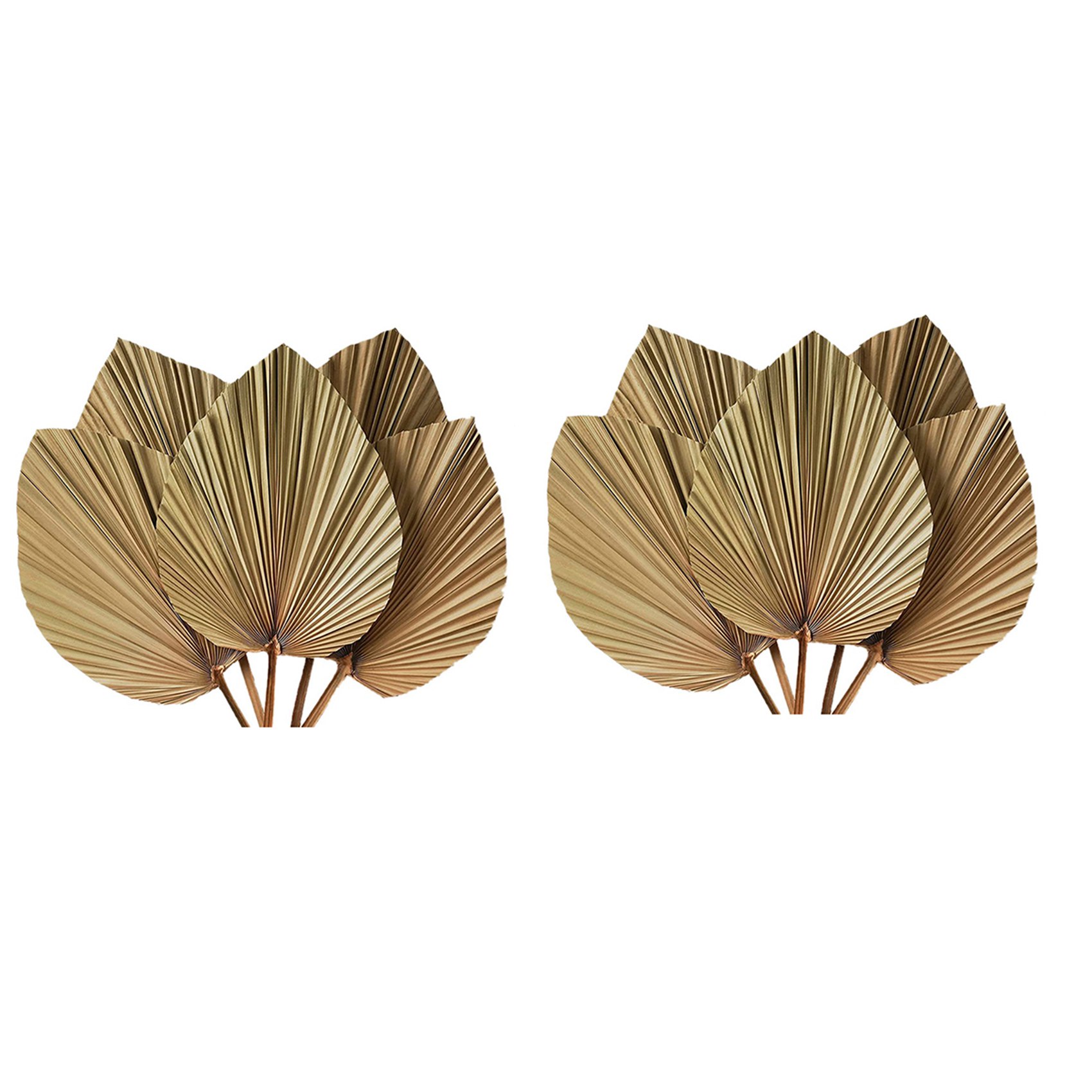 乾燥パームリーフのルームデコレーション 10枚セット - 高 - Palm Leaf Dried のレビューと価格